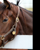Horse Report, Equestrian News, advertising, Horse Trainers, Vet Farrier, Horse Stud and Breeding